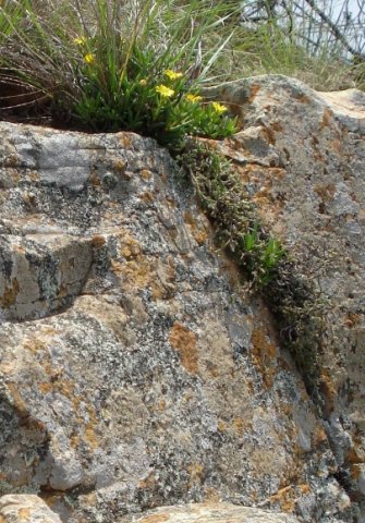 Delosperma leendertziae rock escalator